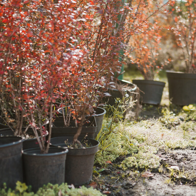 Kleurrijke beplanting